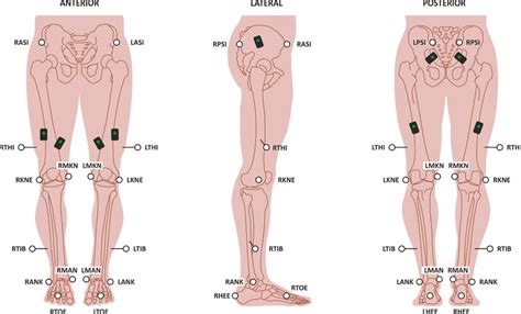 Retroreflective marker and EMG sensor placement. | Download Scientific ...