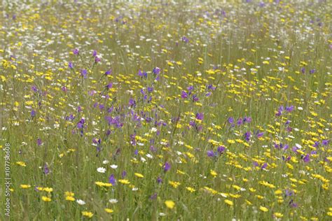 Fotografia do Stock: Campo con flores en primavera. España | Adobe Stock