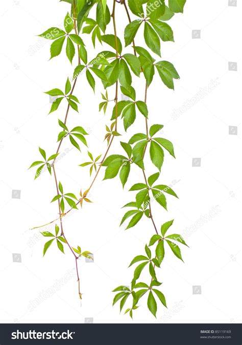 Vine Branch Stock Photo 85119169 | Shutterstock