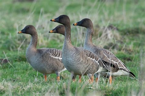 Taiga Bean Goose by Martyn Sidwell - BirdGuides