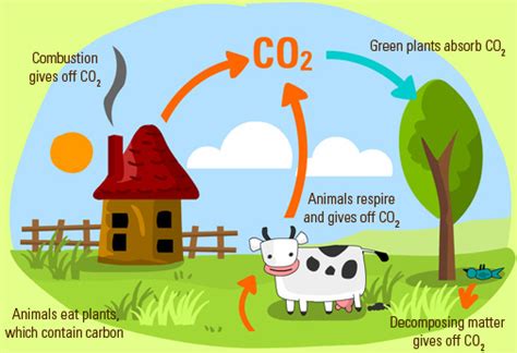 Carbon Cycle, Cellular Respiration, & Photosynthesis - Gray Wolf