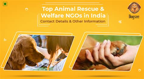 Top Animal Rescue & Welfare NGOs in India | Dogsee