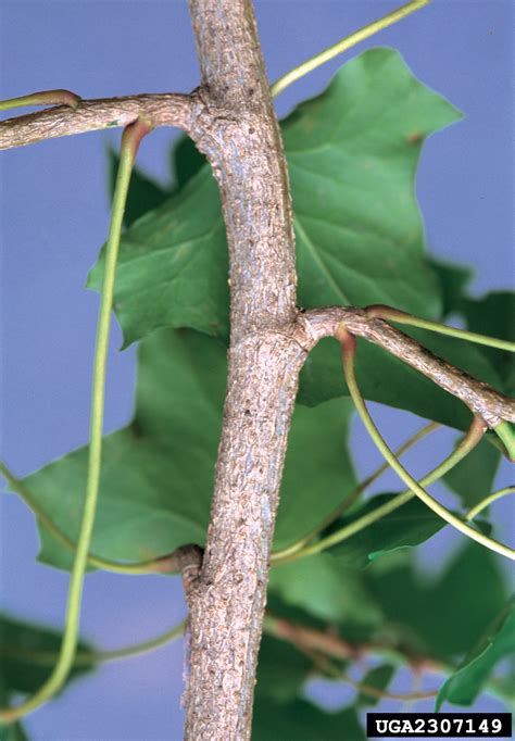 English ivy (Hedera helix)