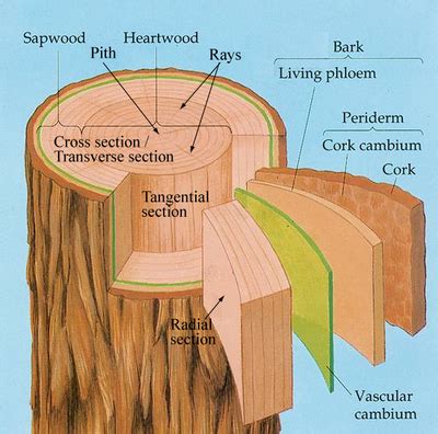 The structure of wood (II)