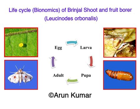 Life cycle (Bionomics) of Brinjal Shoot and fruit borer (Leucinodes ...