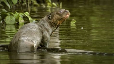 25 ++ giant amazon river otter size 321597