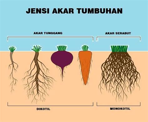 Contoh Gambar Akar - Paket Internet Murah