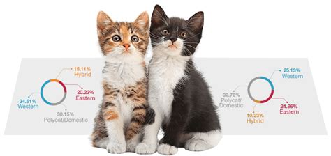 Cat Genetics DNA Test - What Makes Your Kitty So Unique? | EasyDNA USA