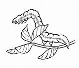 Inchworm Coloring Pages sketch template