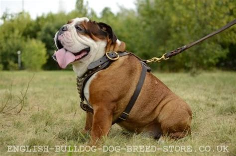 English Bulldog Training - How to Teach Dog Commands? : English bulldog ...