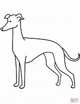 Whippet Colouring Pages Sketch Coloring Page sketch template