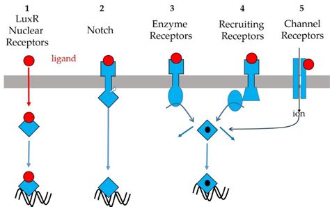 Figure1. General view of intercellular messengers' receptors and their ...