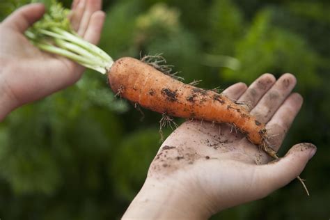 How to Grow Organic Carrots