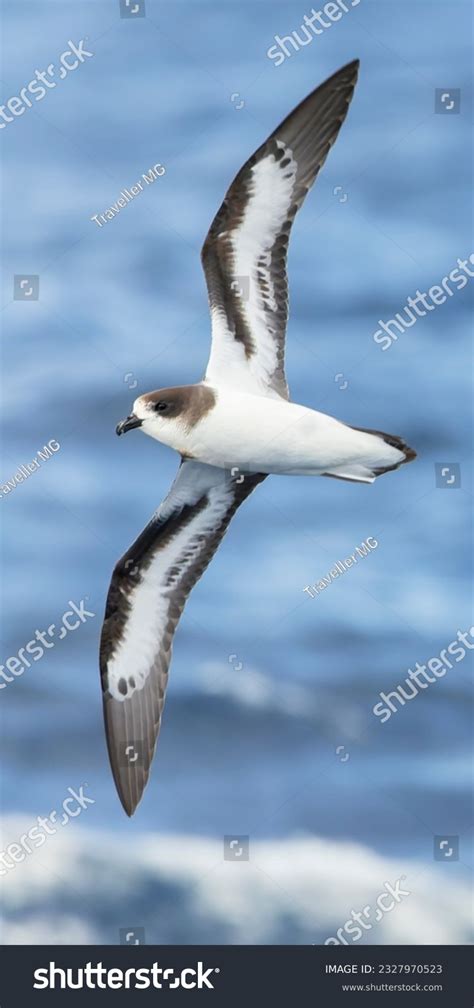 3 Bermuda Petrel Images, Stock Photos & Vectors | Shutterstock