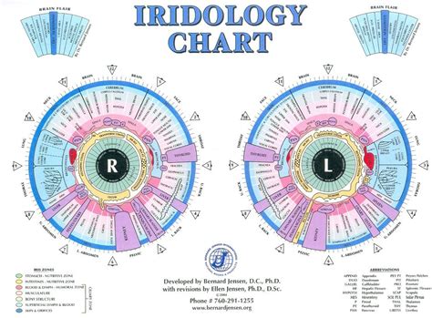 how to read iridology eye charts | iriscope | iridology camera ...