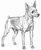 Miniature Pinscher Puppy Coloring Page Free Printable coloring Pages  sketch template
