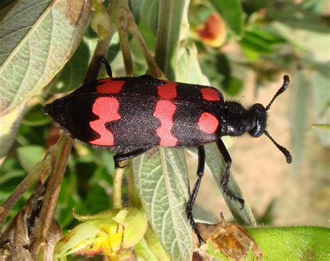 Natural, Scientific and Medical Wonders: Playing with this Blister Beetle!