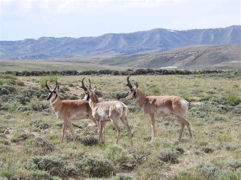 Untouched: The Wonders of the Red Desert - Wyoming Wildlife Federation