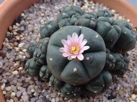 Peyote in full flower : r/pics