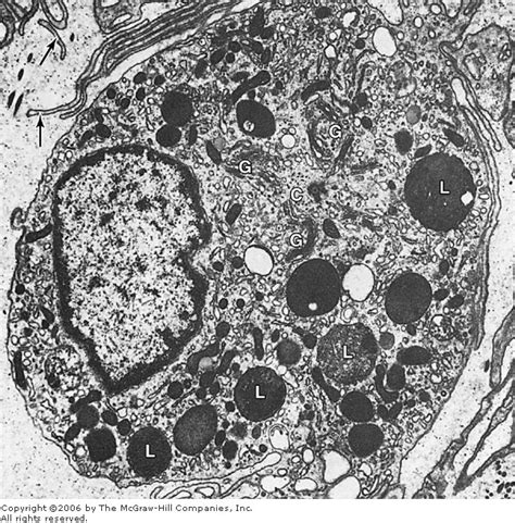 De Histology: Lysosomes