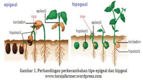 Mengenal Sel Jaringan Tumbuhan: Jaringan Meristem, Kambium Vaskuler ...