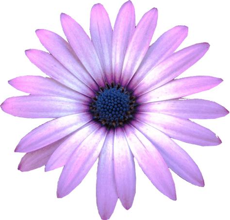Purple Daisy flower clipart, 10cm | Flickr - Photo Sharing!