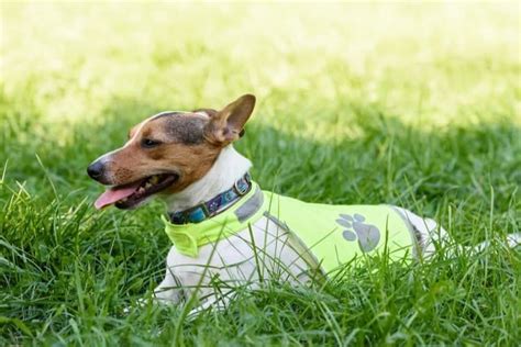 5 Best Dog Anxiety Vests in 2022: Reviews & Top Picks | Pango Pets