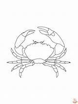 Crab Coloring Pages  Free & Printable For Kids sketch template