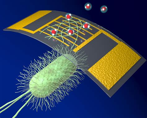 New Bioelectronic Chemical Sensor Uses Protein Nanowires for Superior Sensitivity