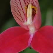 Disa Orchids