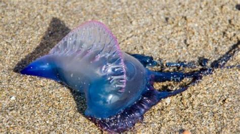 Beautiful But Poisonous Blue Bottle Jellyfish Spotted at Mumbai