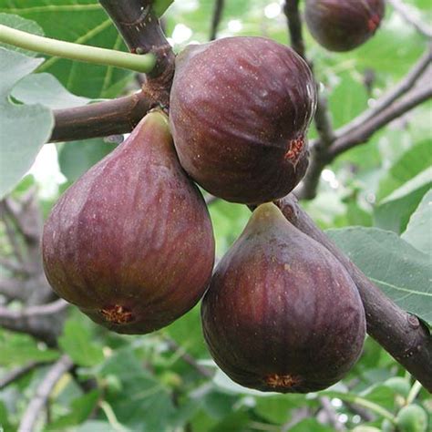 Standard Fig Tree 'Chelsea' [FGS202] : Pomona Fruits