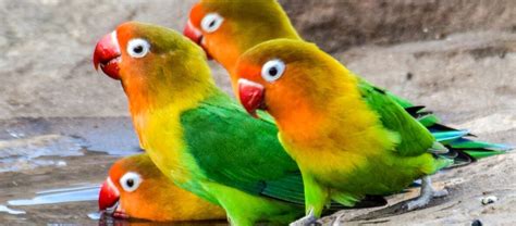 The Fischer's Lovebird | Critter Science