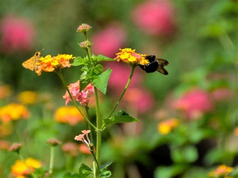 Bumble Bee And Moth Butterfly Free Stock Photo - Public Domain Pictures