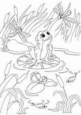 Pond Habitat Coloring Page sketch template