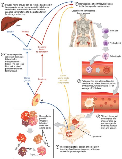 Erythrocytes · Anatomy and Physiology