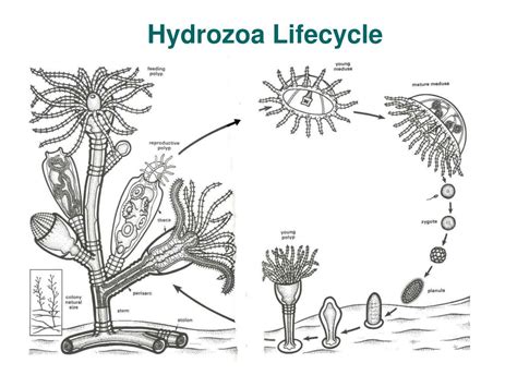 PPT - Marine Invertebrate Zoology PowerPoint Presentation, free download - ID:772071