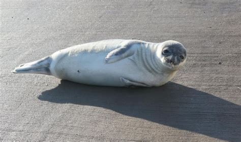 It's the season for seal pups, and they might show up in weird places | CBC News