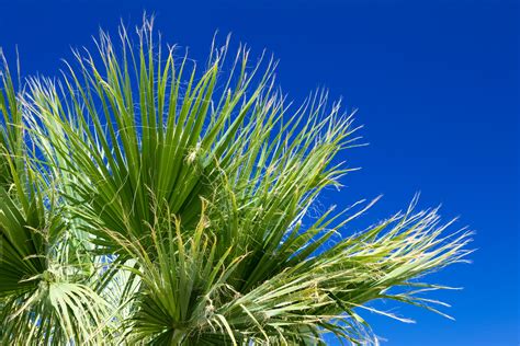 Palm Tree Leaves Free Stock Photo - Public Domain Pictures