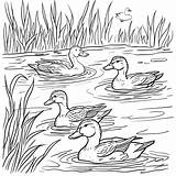 Premium Photo  Three Ducks Swimming In A Pond Coloring Page sketch template