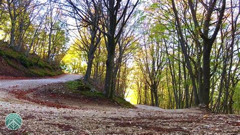 Relaxing Wind Blowing Through Trees ~ Umbria ASMR - YouTube