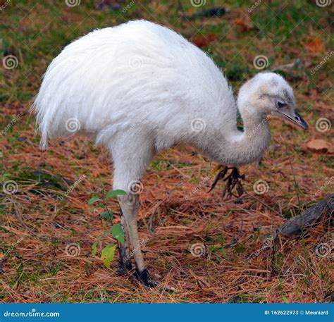 Baby Greater Rhea Rhea Americana Stock Image - Image of darwin, background: 162622973