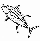 Tuna Fish Coloring Page At GetColoringscom  Free Printable Colorings sketch template