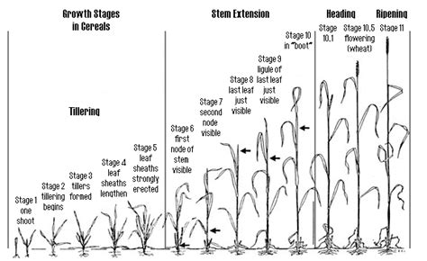 Growth Stages chart