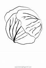 Cabbage Coloring Lettuce Pages Drawing Template Colouring Color  sketch template