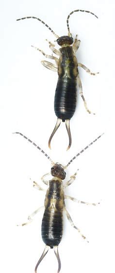 Baby Earwigs - Forficula auricularia - BugGuide.Net