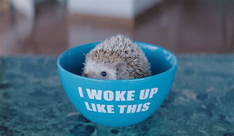 Happy Hedgehog GIF by George Ezra - Find & Share on GIPHY