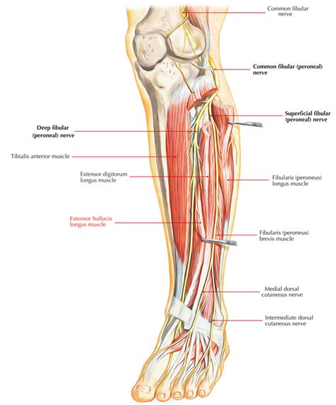 Extensor hallucis longus – Earth's Lab