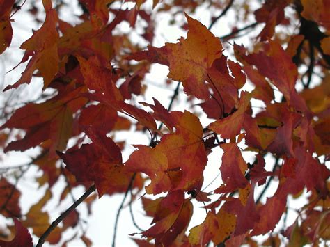 Fall Leaves | More Fall Leaves, East TN | lu2shoot | Flickr