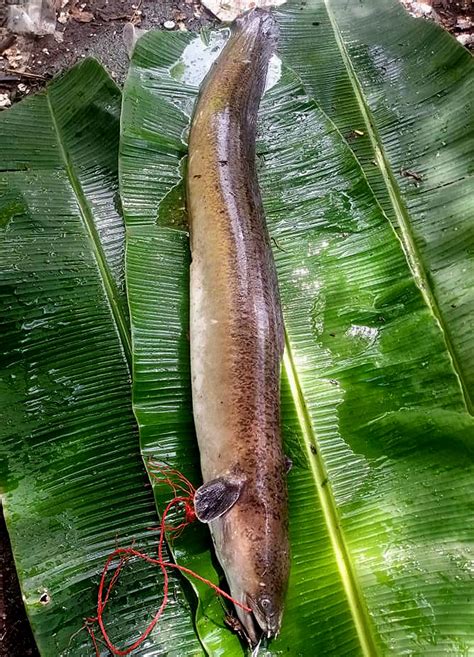 Ang haba! Ang bigat! Giant eel, nahuli sa Misamis Oriental | PEP.ph